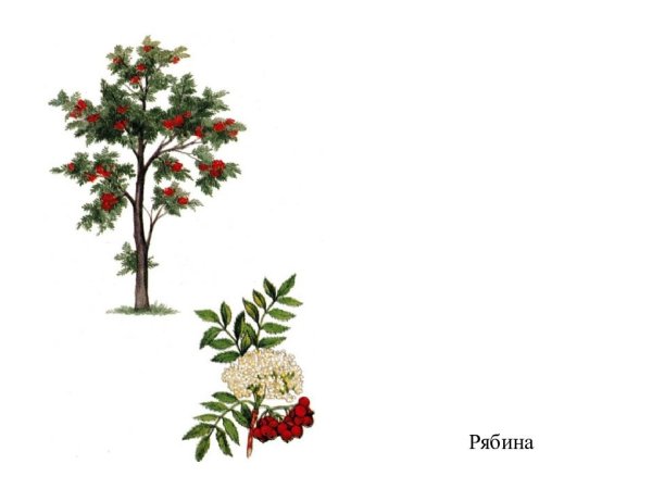 Рябина дерево