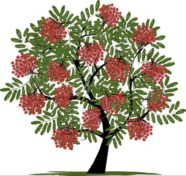 Рябина раскраска