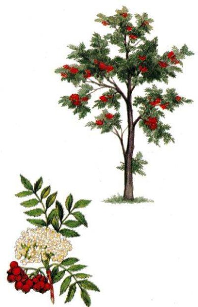 Рябина для детей