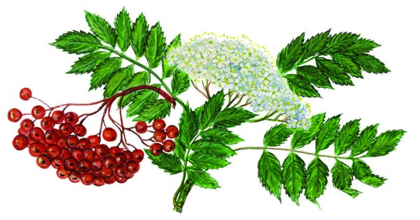 Рябина дерево для дошкольников