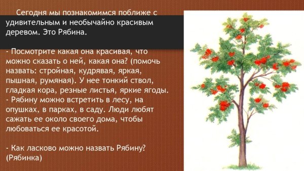 Рябина в снегу на белом фоне