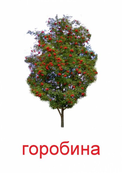 Рябина дерево для детей