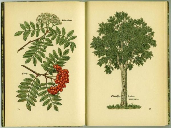 Бузина куст