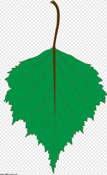 Листья березы картинки