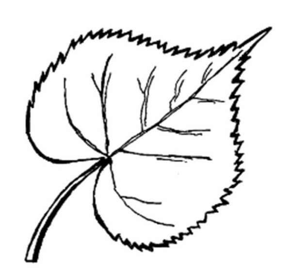Трафареты "листья"