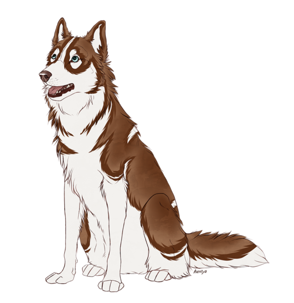 Сибирская ездовая собака Сеппала