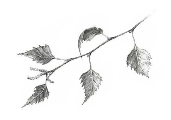 Ветки береза