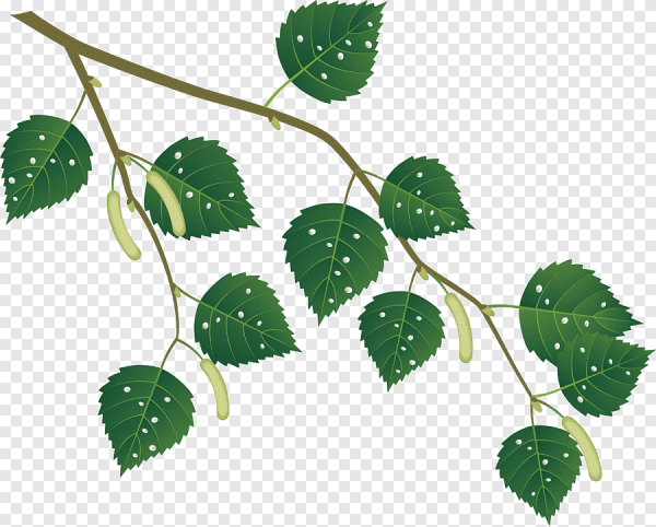 Березовый лист вектор