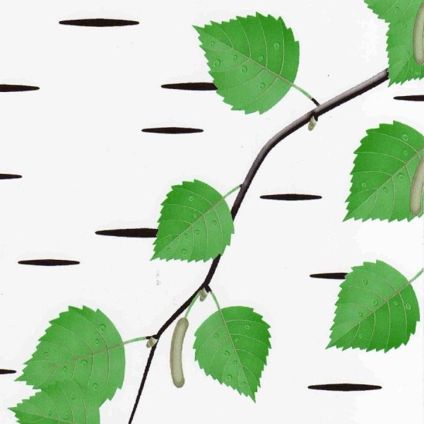 Березовая веточка