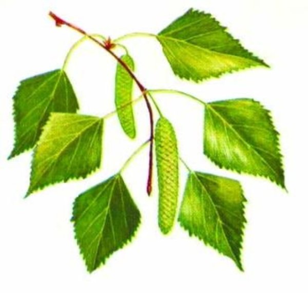 Лист березы для детей