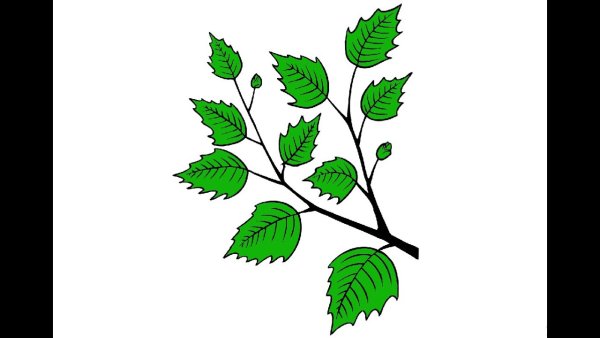 Ветка с листьями для детей