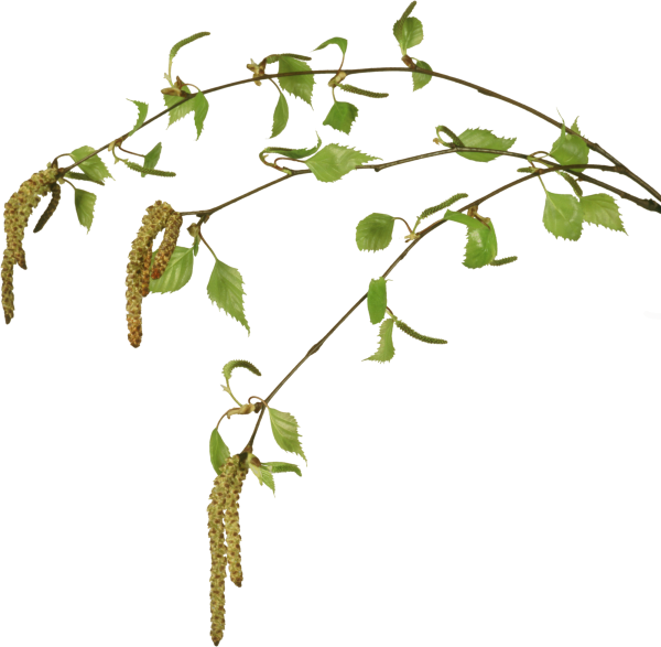 Березовые бруньки вектор