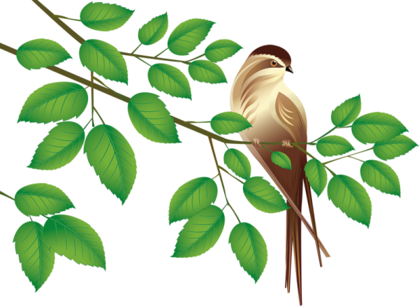 Птичка на ветке березы