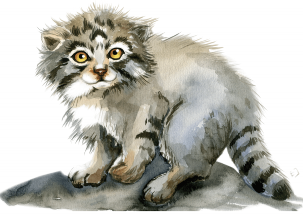 Кот Манул арт