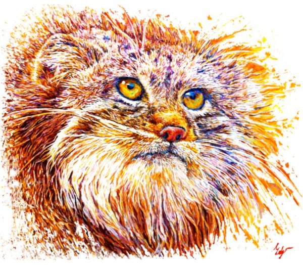 Кот Манул рисунок