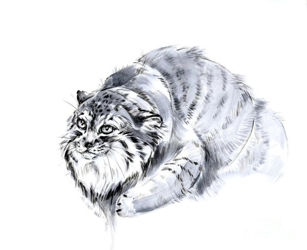 Кот Манул рисунок