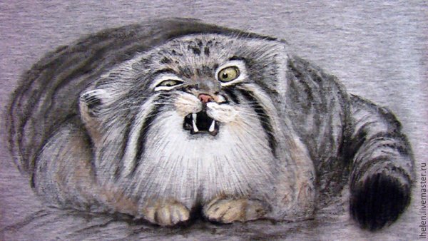 Палласов кот (Манул) нарисовать