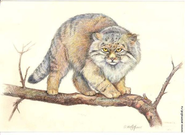 Кот Манул рисунок