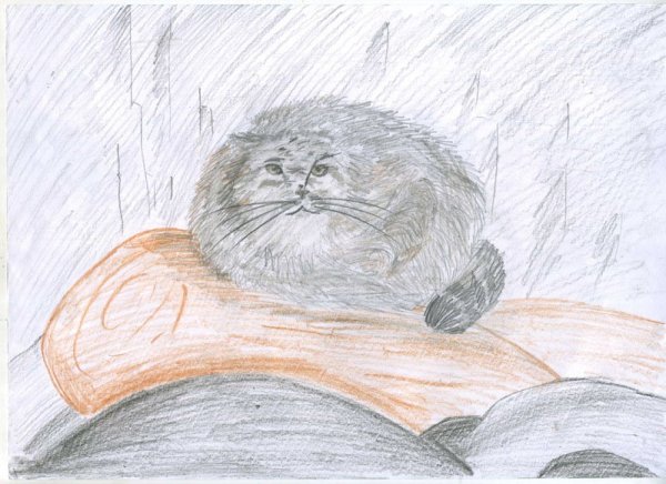 Манул рисунок карандашом