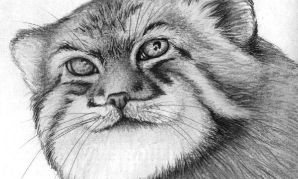 Кот Манул рисунок