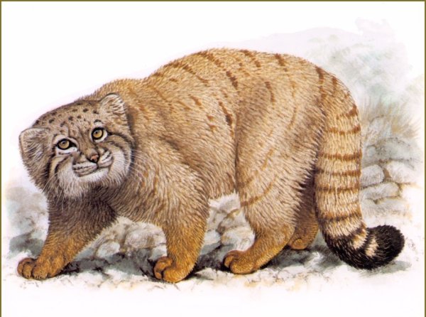 Манул нарисовать