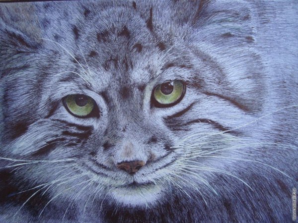 Манул карандашом