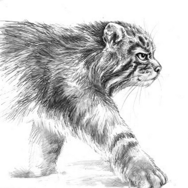 Дикий кот Манул рисунок