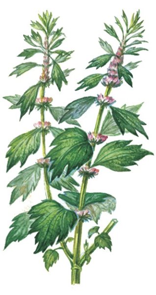 Пустырник пятилопастный Фармакогнозия