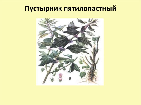 Пустырник пятилопастный