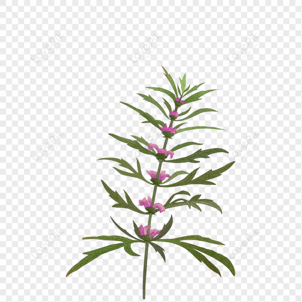 Пустырник сердечный Фармакогнозия