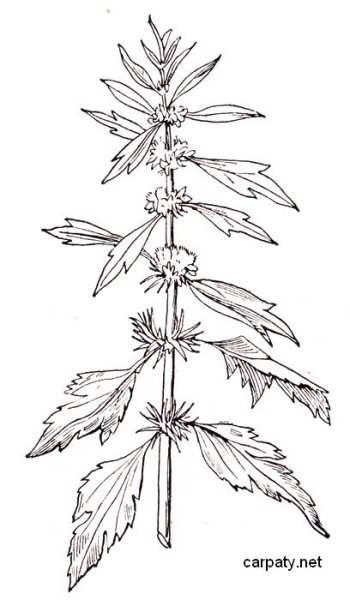 Пустырник пятилопастный Ботаническое