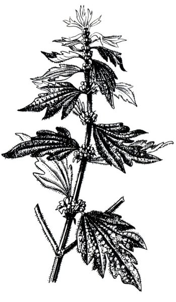 Пустырник пятилопастной надземный побег