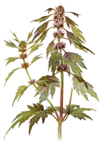 Пустырник сердечный Фармакогнозия