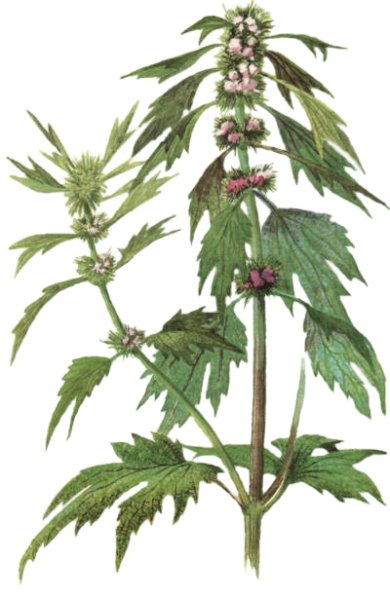 Пустырник сердечный ботаника