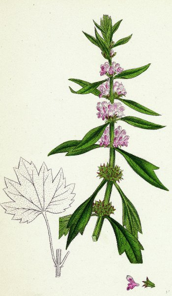 Пустырник сердечный ЛРС