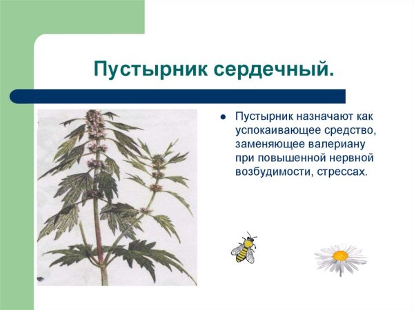 Пустырник пятилопастный гербарий