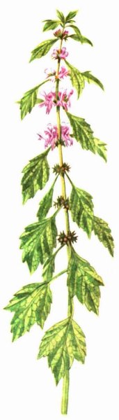 Пустырник пятилопастный гербарий