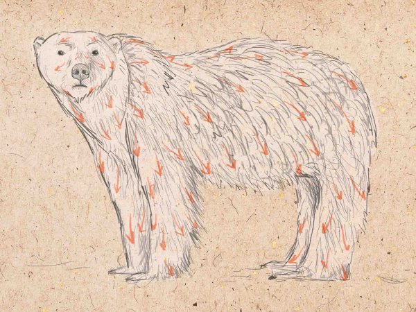 Медведь рисунок