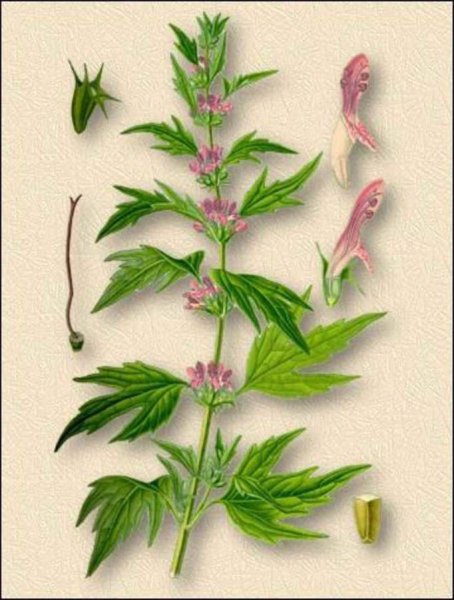 Пустырник сердечный ботаника