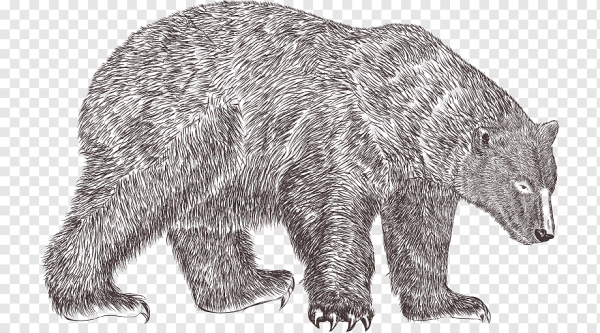 Текстура медведя