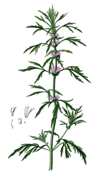 Пустырник пятилопастный Фармакогнозия