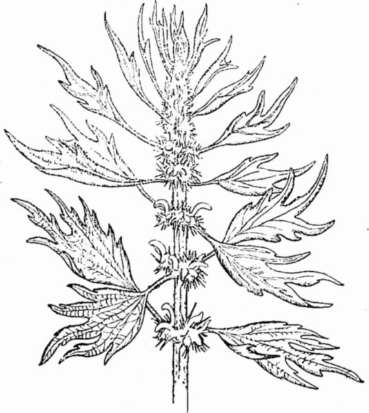 Пустырник на белом фоне