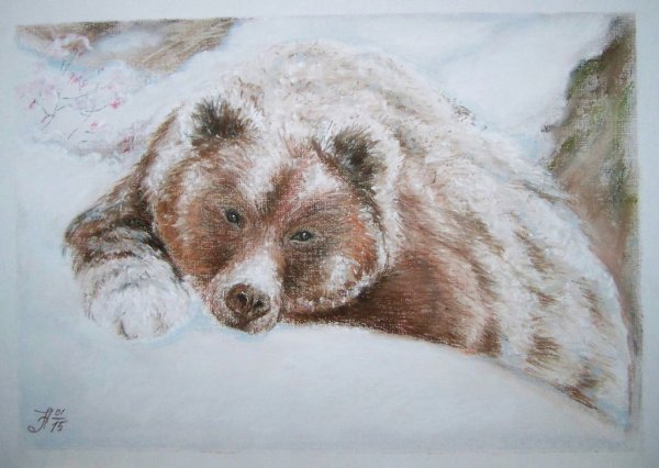 Медведь цветными карандашами