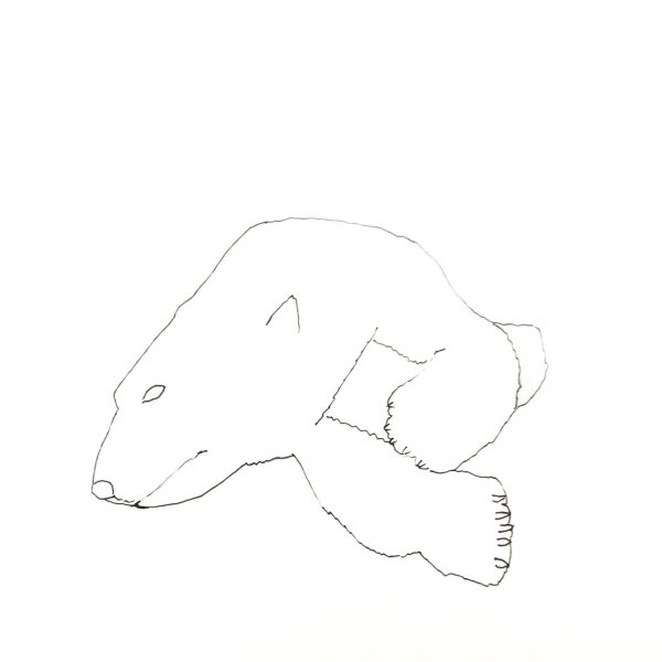 Направление шерсти медведя