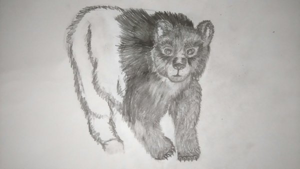 Рисунки зверей карандашом для срисовки