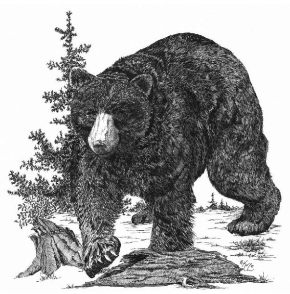 Пещерный медведь