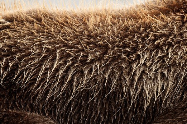 Шерсть бурого медведя