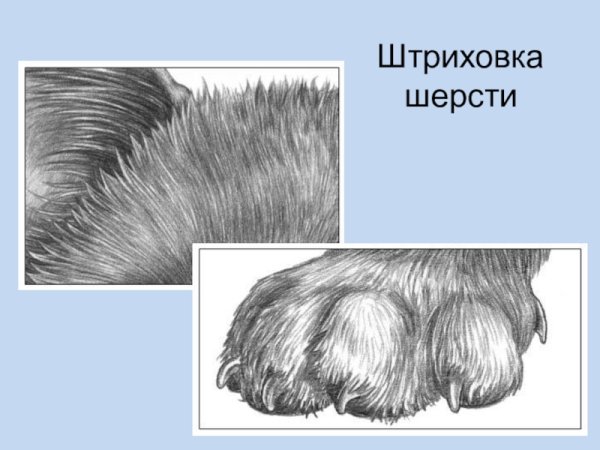Зарисовки шерсти животных