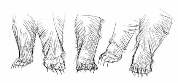 Строение лапы медведя