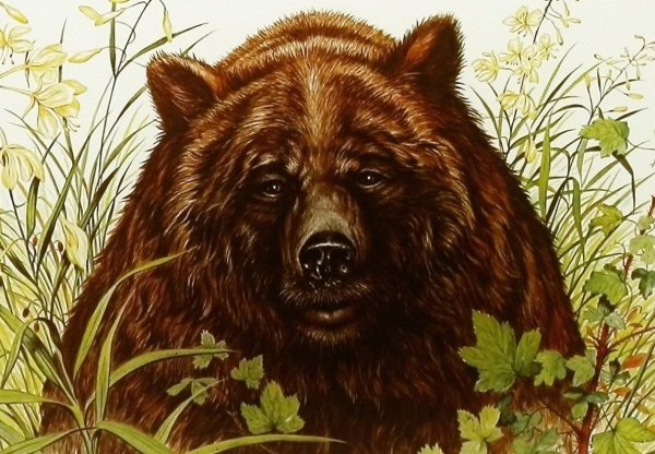 Нарисовать красивого медведя